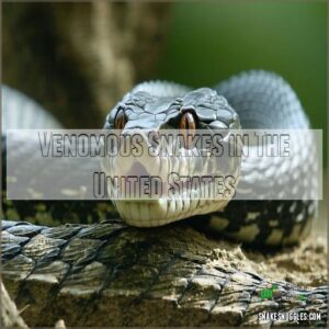 Venomous Snakes in The United States