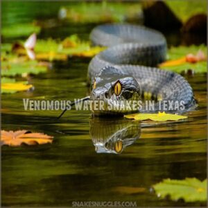 Venomous Water Snakes in Texas