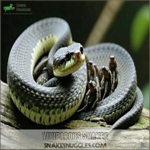 Viviparous Snakes