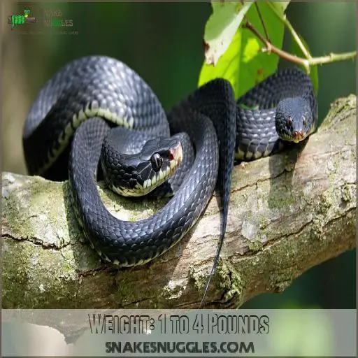 How Big Do Black Rat Snakes Get? Size Facts That Will Shock You