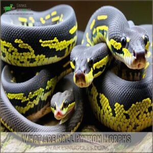 What Are Ball Python Morphs