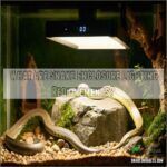 Snake Enclosure Lighting Requirements: Expert Guide for Healthy Pet ...