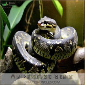 What is Ball Python Brumation