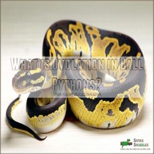 What is Ovulation in Ball Pythons