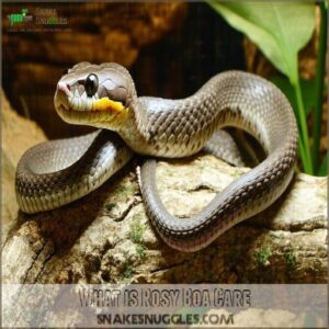 What is Rosy Boa Care