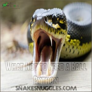 What Not to Feed a Ball Python