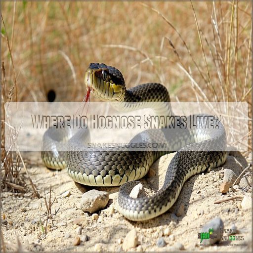 Western Hognose Snake Care Sheet Expert Approved Guide To Happy Herps