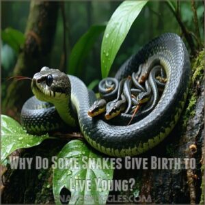 Why Do Some Snakes Give Birth to Live Young