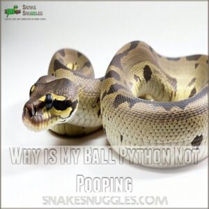 Why is My Ball Python Not Pooping