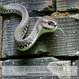 Why Snakes Climb Walls