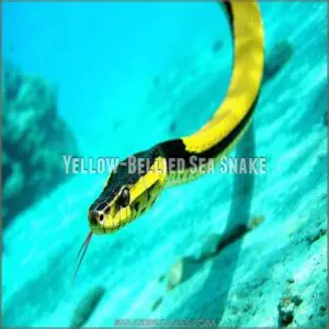 Yellow-Bellied Sea Snake