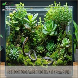 Benefits of a Bioactive Terrarium