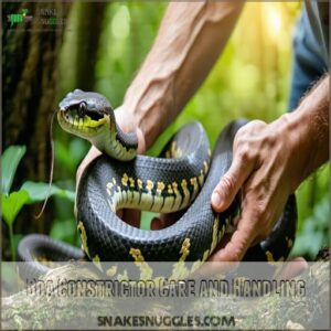 Boa Constrictor Care and Handling