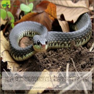 Eastern Wormsnake Characteristics