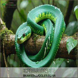 Emerald Tree Boa