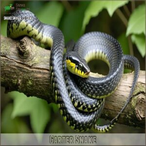 Garter Snake