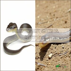 Identifying Baby Snakes Vs. Earthworms