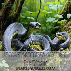 Longest Venomous Snakes in The World