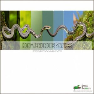 Non-Venomous Snakes