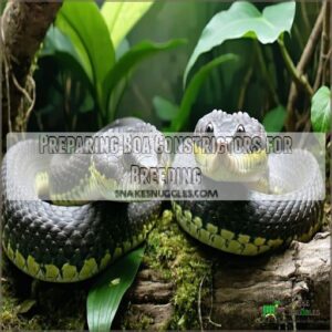 Preparing Boa Constrictors for Breeding