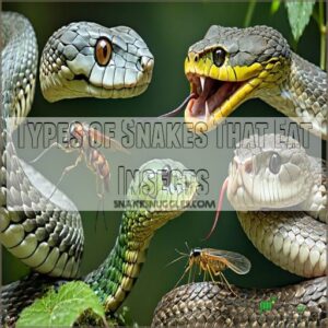 Types of Snakes That Eat Insects