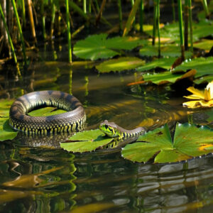 Aquatic Habitats and Python Snake Distribution