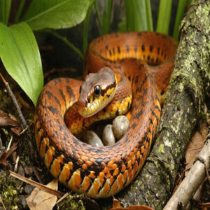 are male or female corn snakes more aggressive