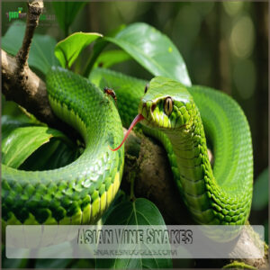 Asian Vine Snakes