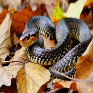 Baby Copperhead Size and Growth