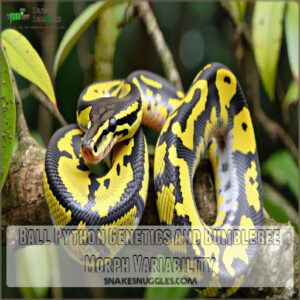 Ball Python Genetics and Bumblebee Morph Variability