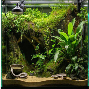 Ball Python Heating and Lighting