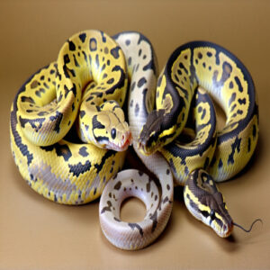 Ball Python Morph Categories