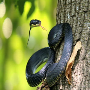 Behavior and Lifestyle of Black Rat Snakes