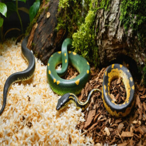 best snake bedding