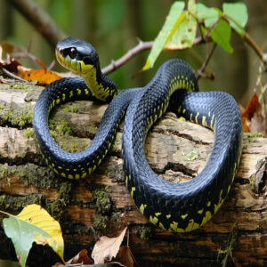 Black Kingsnake