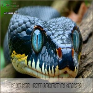 Blue Eye Development in Snakes