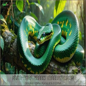 Blue-eyed Green Tree Pythons