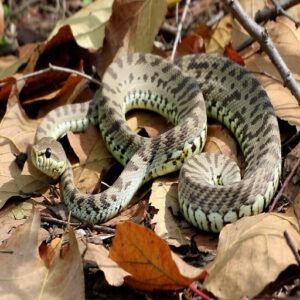 Broad-banded Copperhead