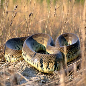 Bullsnakes