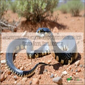 california king snakes facts with pictures and video