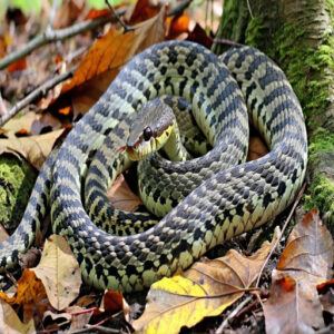 Canebrake Rattlesnake