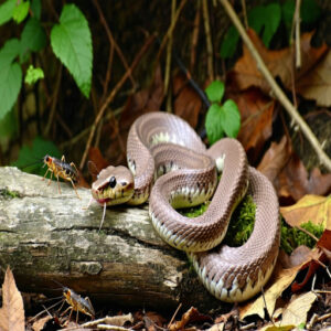 Carnivorous Diet of Corn Snakes