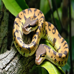 Colombian Red-Tailed Boa Traits