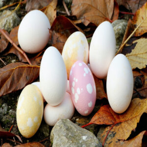 Color and Texture of Snake Eggs