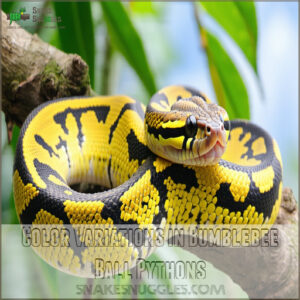 Color Variations in Bumblebee Ball Pythons