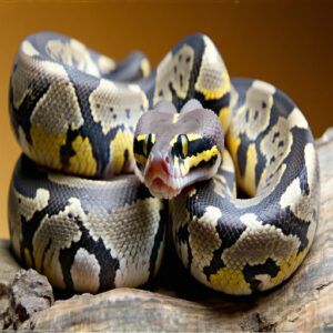 Combining Morphs: Creating Designer Ball Pythons