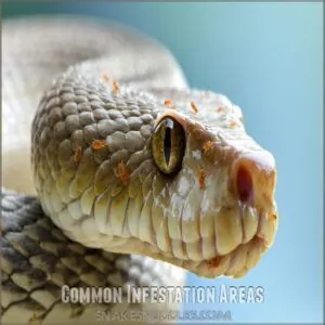 Common Infestation Areas Common Infestation Areas