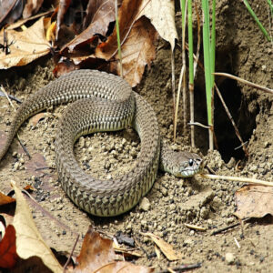 Common Types of Snakes Found in Backyards