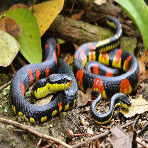 coral snake vs king snake