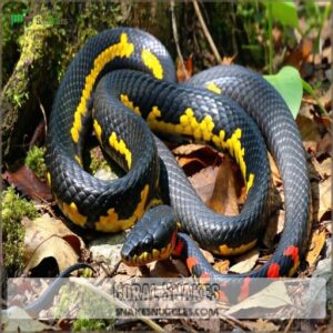 Coral Snakes